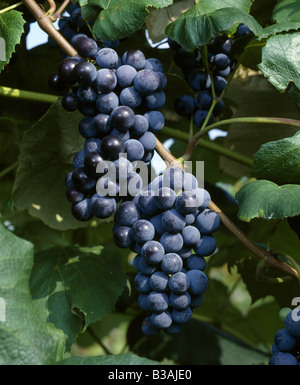 NAHAUFNAHME VON CONCORD TRAUBEN WACHSEN IN WEINGARTEN / NEW YORK Stockfoto