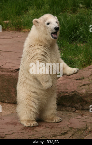 Flocke Schneeflocke Polar Bear Cub genießen in ihr Gehege im Zoo Nürnberg Stockfoto