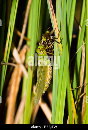 Aufstrebenden Kaiser Libelle. Stockfoto