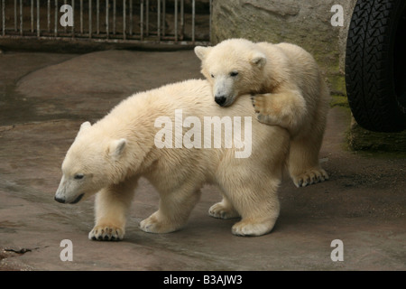 Zwei Neugeborene Eisbären Jungtiere genießen in ihrem Gehege im Schönbrunn Zoo in Wien, Österreich Stockfoto