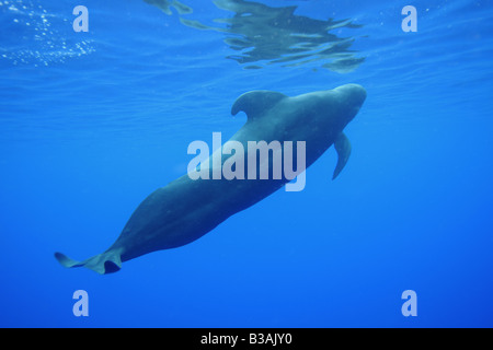 Kurzer finned Pilotwal Globicephala Macrorhynchus Kailua Kona Hawaii Stockfoto