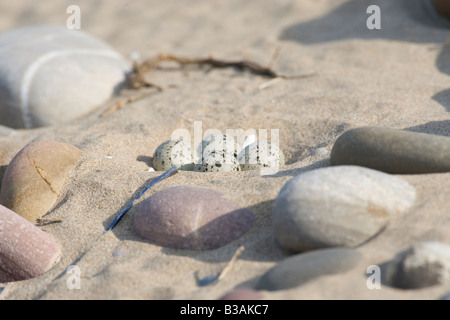 Charadrius Hiaticular - nisten Flussregenpfeifer Regenpfeifer mit vier Eiern am Strand in Wales Großbritannien Stockfoto