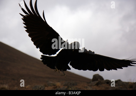 Ein White Necked Raven (Corvus Albicollis) fliegen am Kilimandscharo-Massiv in der Nähe von Kibo Hütte. Stockfoto
