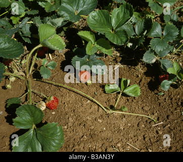 LÄUFER (STOLENS) AUF ERDBEERE PFLANZE; HORIZONTALEN STAMM WÄCHST ÜBER DER ERDE, DIE LUFT SCHIEßT UND ZUFÄLLIGE WURZELN PRODUZIEREN Stockfoto
