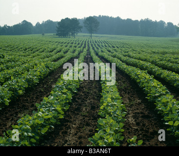 BLICK AUF SOJA FELD / ALABAMA Stockfoto