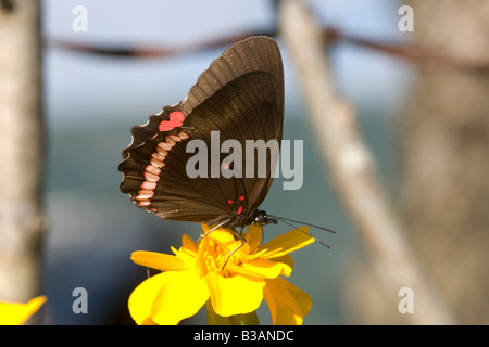 Roten Felgen Biblis Hyperia Gomez Farias Tamaulipas Mexiko 10 November Erwachsenen Nymphalidae Limenitidinae Stockfoto