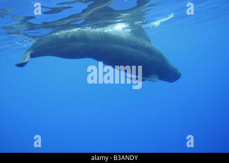 Kurzer finned Pilotwal Globicephala Macrorhynchus Kailua Kona Hawaii Stockfoto