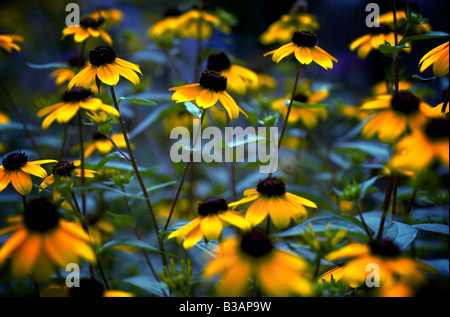 Eine Nahaufnahme eines Feldes von Black Eyed Susan Blumen in Brooklyn New York Stockfoto