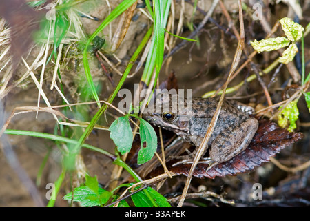 Amerikanischer Ochsenfrosch Rana Catesbeiana Stockfoto
