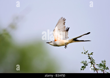 Schere – Tailed Flycatcher Stockfoto