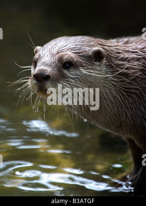 Otter, Porträt Stockfoto