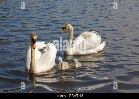 Höckerschwäne mit drei Cygnets Cygnus Olor Latein Stockfoto