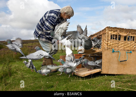 Taube schicker releasing Tauben für einen Trainingsflug am Yorkshire Moors Stockfoto