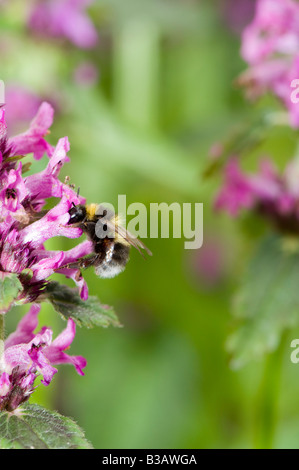 Hummel (Bombus Terrestris) Fütterung auf lila Betony (Niederwendischen Officinalis) gepflanzt im Garten um Insekten anzulocken Stockfoto