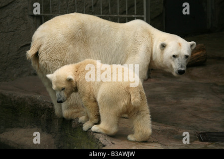 Neue geboren Polar Bear Cub mit seiner Mutter in ihrem Gehege im Schönbrunn Zoo in Wien, Österreich Stockfoto