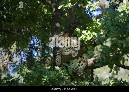 Amur-Leopard (Panthera Pardus Orientalis) Stockfoto