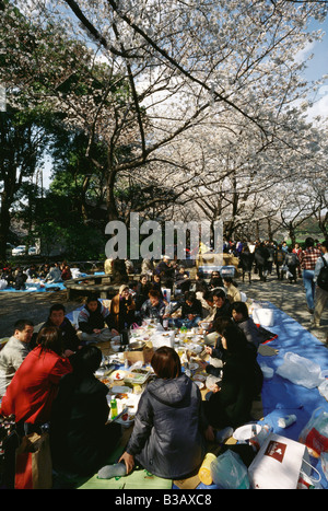 Tokyo Japan Hanami in Ueno Park einheimischen erweisen sich in großer Zahl die Frühling Cherry Blossom zu bewundern Stockfoto