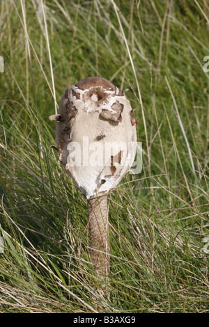 Junge shaggy Sonnenschirm, Macrolepiota procera Stockfoto