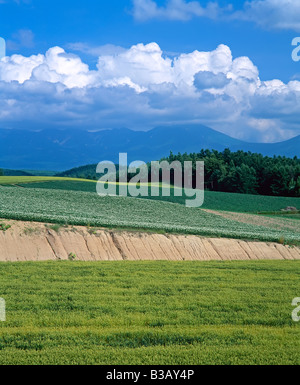 Japan, Hokkaido, Furano, landwirtschaftliche Landschaft Stockfoto