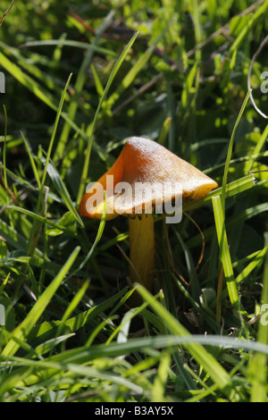 Schwärzung Waxcap Hygrocybe conica Stockfoto