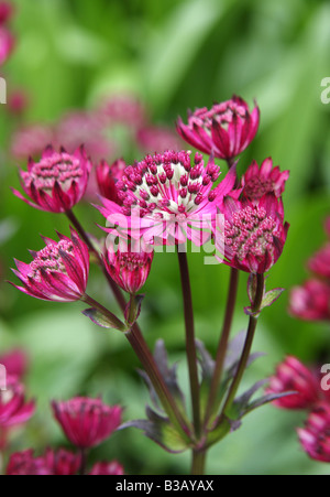 Astrantia große Rubra, Meisterwurz Stockfoto