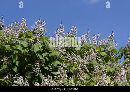 Indische Bohne Baum, Catalpa Bignoniodes, Blüte Stockfoto