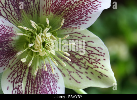 Nieswurz, Helleborus orientalis Stockfoto