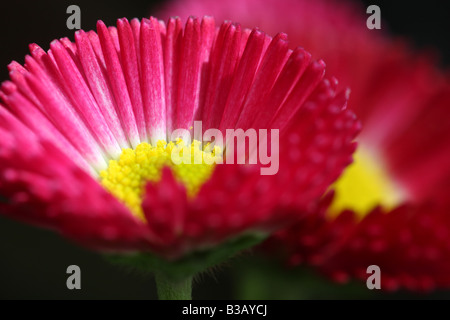 Rosa Gänseblümchen, Bellis perennis Stockfoto