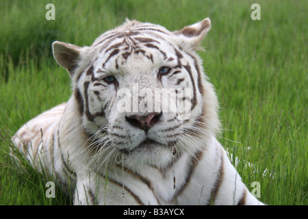 Weißen Bengal Tiger Panthera leo Stockfoto