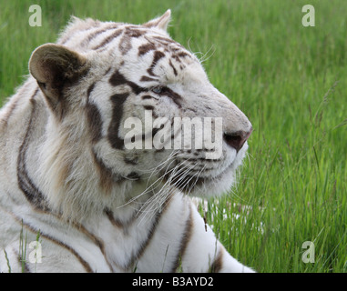 Weißen Bengal Tiger Panthera leo Stockfoto