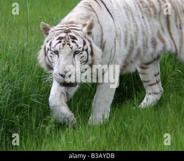 Weiße Bengal Tiger, Panthera leo Stockfoto