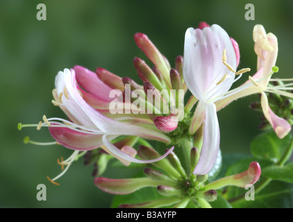 Geißblatt, Lonicera Periclymenum, Blumen Stockfoto