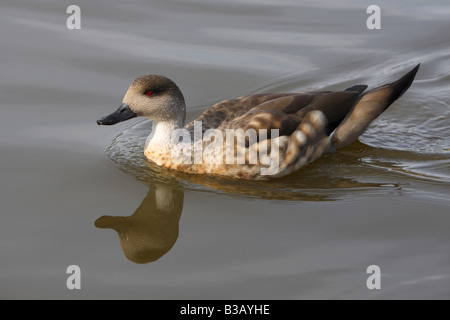 Patagonische crested Ente, Lophonetta Specularioides specularioides Stockfoto