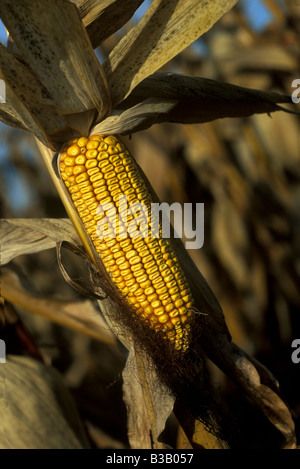 Maisernte, Saginaw County, Michigan, durch Dembinsky Foto Assoc Stockfoto