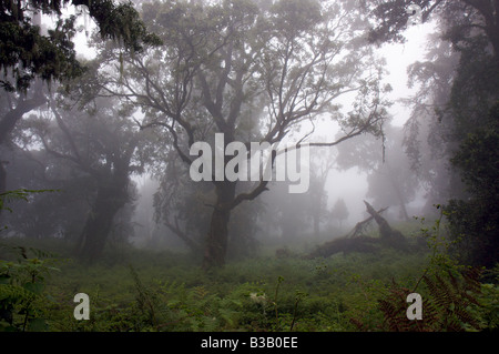 Ein Nebel gefüllt Regenwald in der Nähe von Mandara Hütte, dem Kilimandscharo. Stockfoto