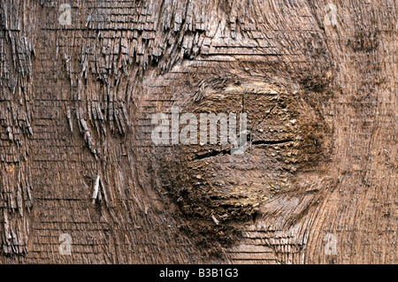 Grobe Holz Knoten Closeup in einer Länge von Outdoor-Fechten Stockfoto