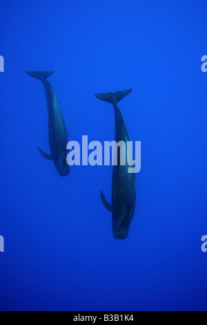 Kurze gerippte Grindwale GLOBICEPHALA MACRORHYNCHUS Kailua Kona Hawaii USA Stockfoto