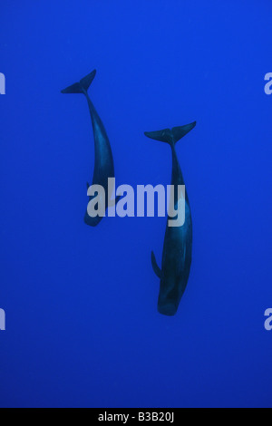 Kurze gerippte Grindwale GLOBICEPHALA MACRORHYNCHUS Kailua Kona Hawaii USA Stockfoto