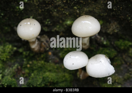 Gruppe der jungen Porzellan Pilze, Oudemansiella Mucida. Stockfoto