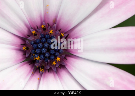 Eine schöne rosa Osteospernum Blume fotografiert in Lebensgröße. Stockfoto