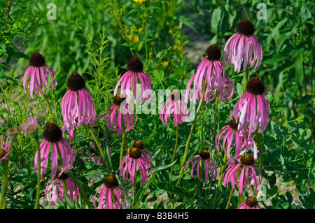 Blassen lila Echinacea (Echinacea Pallida), Blüte Stockfoto