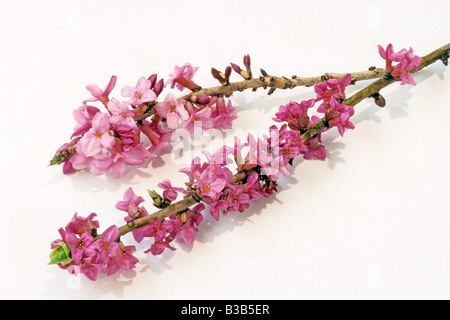 Februar Daphne, Seidelbast (Daphne Mezereum), blühende Zweige, Studio Bild Stockfoto