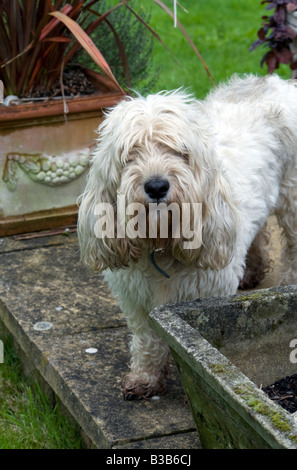 Französische Basset Hund neugierig suchen Stockfoto