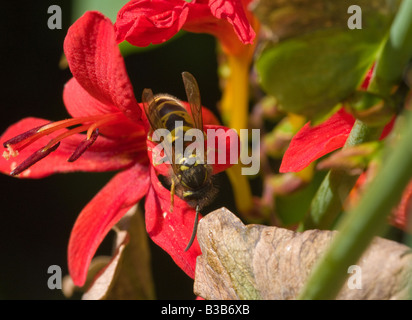 Nahaufnahme von einer Wespe auf eine rote Crocosmia Blume im Garten Cheshire England Großbritannien Stockfoto