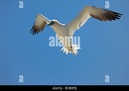 Basstölpel im Flug Great Saltee Insel Wexford, Irland Stockfoto