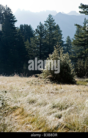 Malerische Landschaft mit Morgentau auf dem Rasen in der Nähe von Demianica in World Heritage Site Nationalpark Pirin Bulgarien Stockfoto