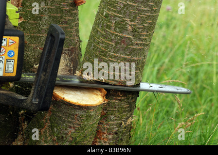 Mann mit Kettensäge, Pflaumenbaum schneiden Stockfoto