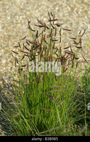 Blaues Grama, Moskito Grass (Bouteloua Gracilis) Stockfoto