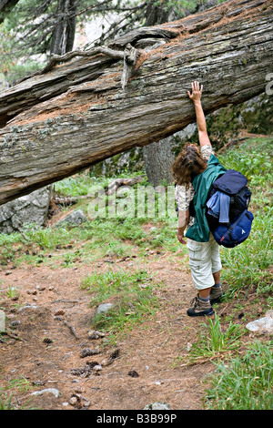 Messung der Größe eines gebrochenen Baumes Gazeiski Fluss in Bulgarien World Heritage Site Nationalpark Pirin Stockfoto