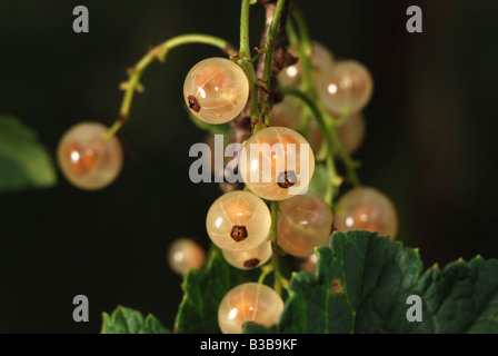 Weiße Johannisbeeren auf einem Busch Stockfoto